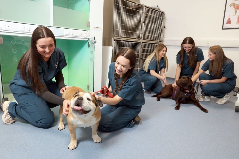 Ulster University Welcomes Northern Ireland’s First Veterinary Nursing Degree Cohort image