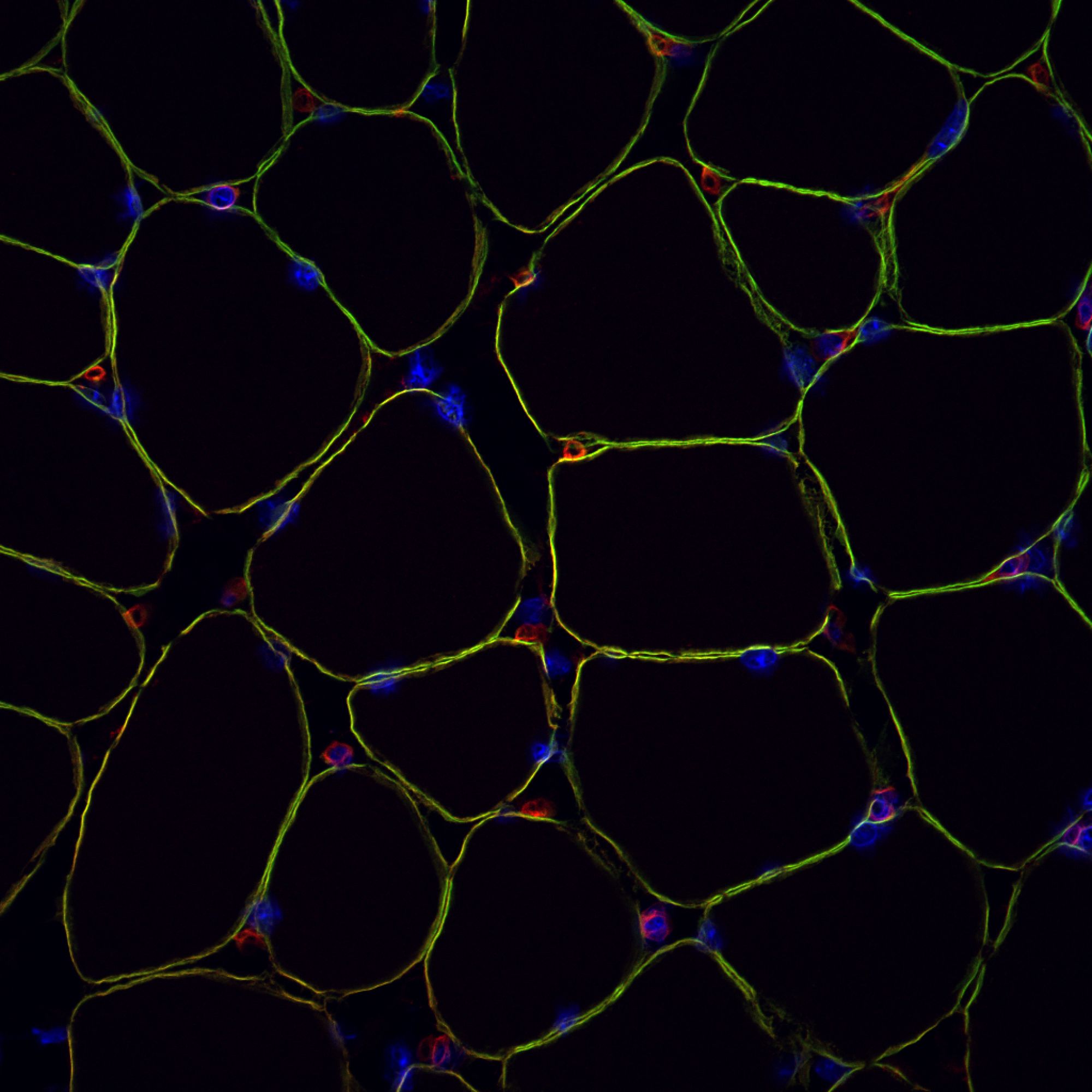 Rare Diseases Research image