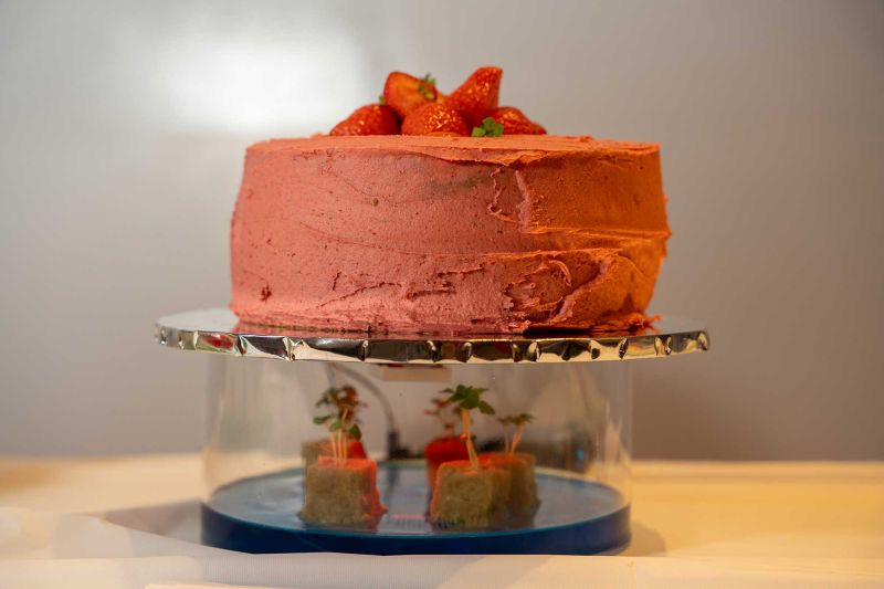 (First Runner Up) From Hydropnics to Strawberry Buttercream: A Slice of the Future - Michelle Farmer, Faculty of Computing, Engineering and the Built Environment