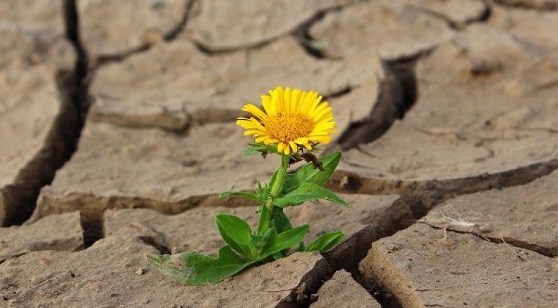 dandelion growing through cracks