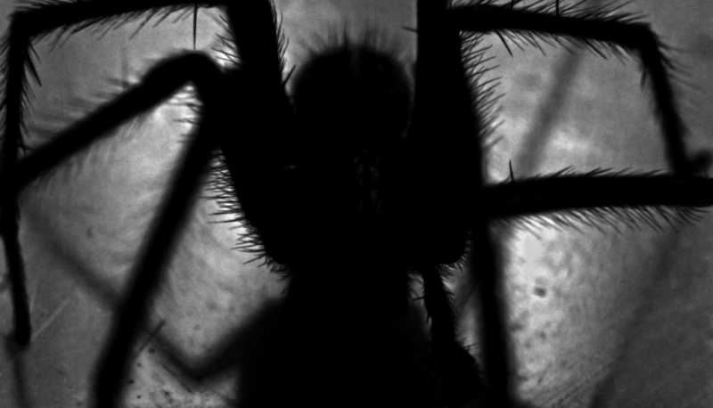 Creepy Creatures at Halloween image