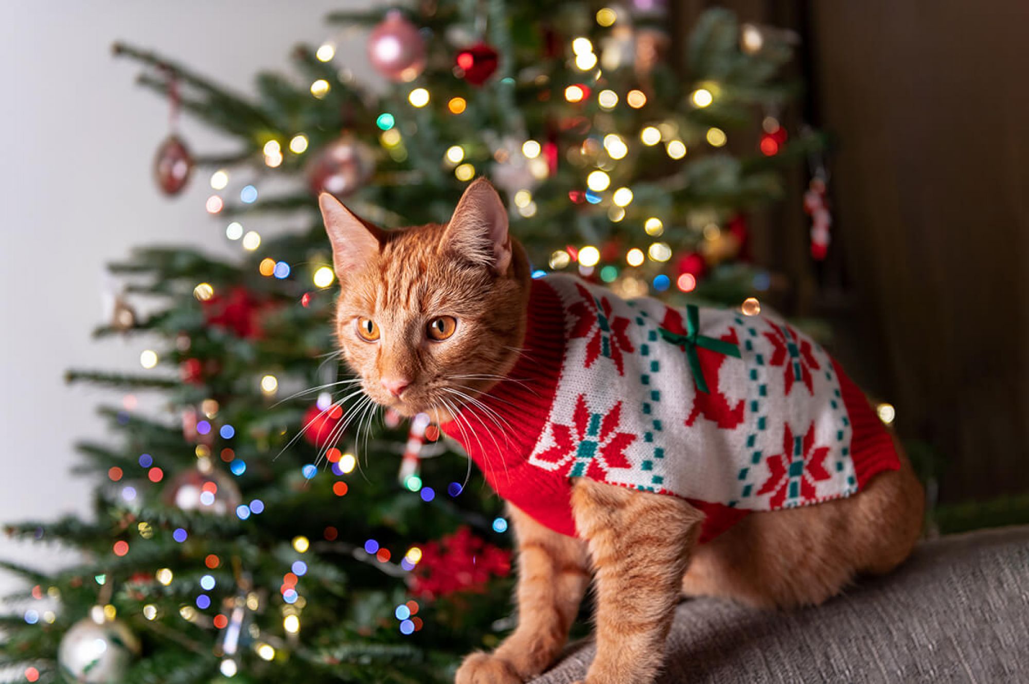 A cat in a Christmas jumper