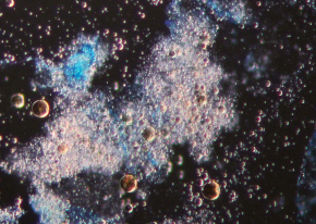 Ulster University scientists uncover potential of marine microbes for industry