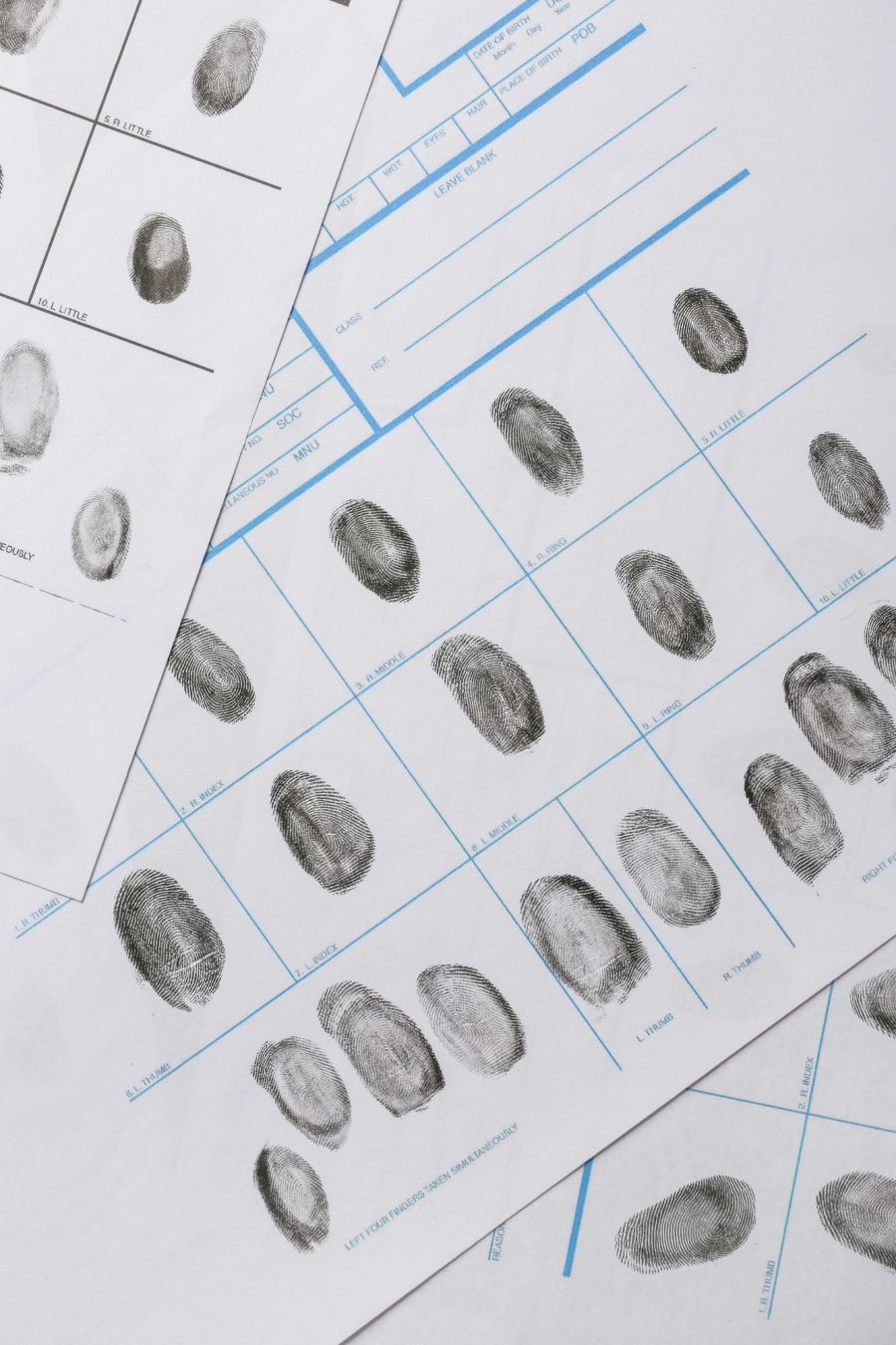 Forensic Entomology - Facts from Flies - NI Science Festival image