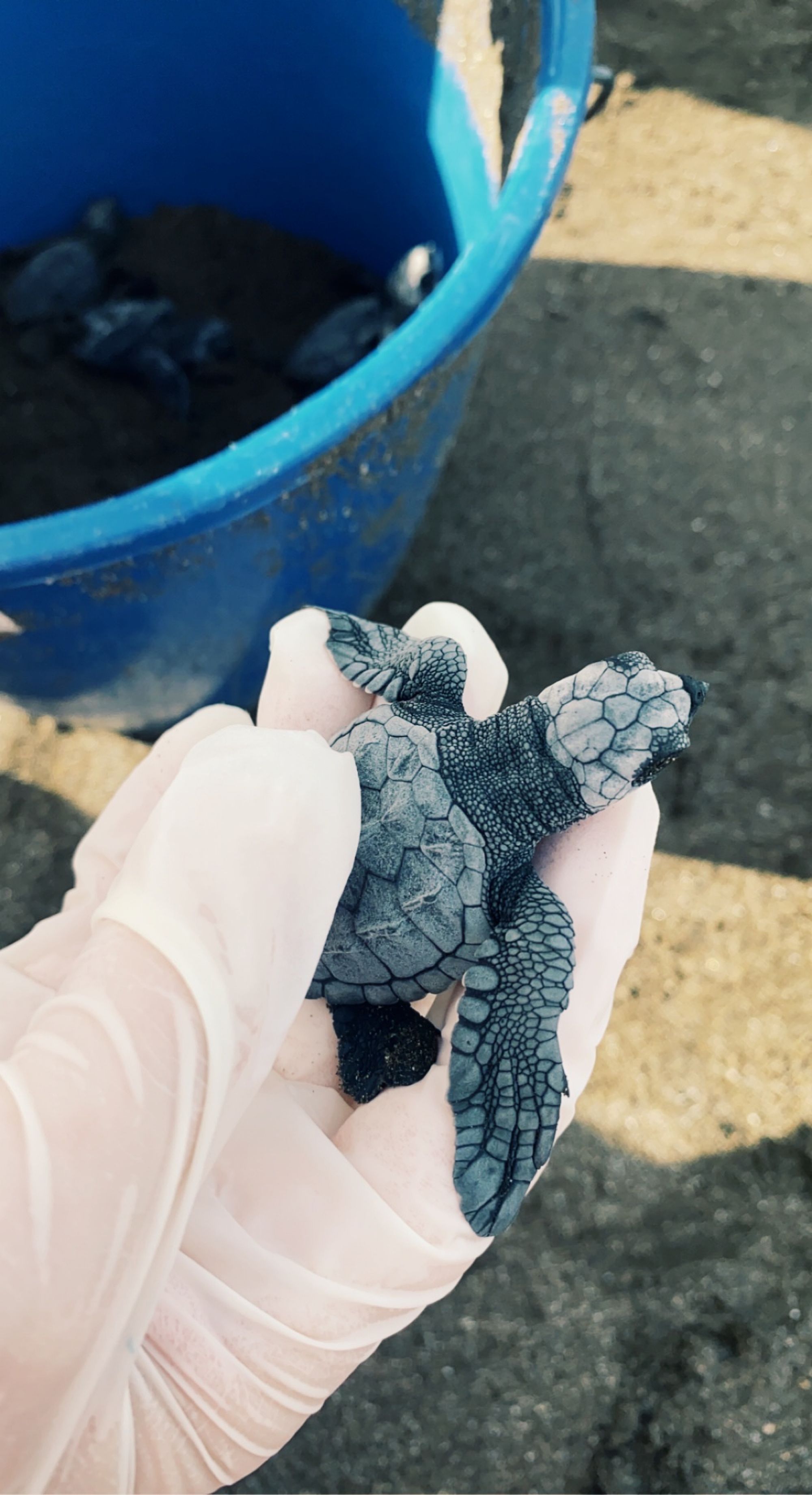 Small Turtle in Kevina's hand