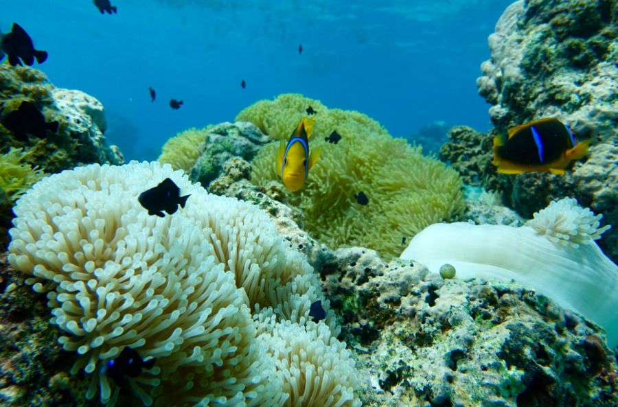 Ulster University Student assists with world leading research team on safeguarding oceans image