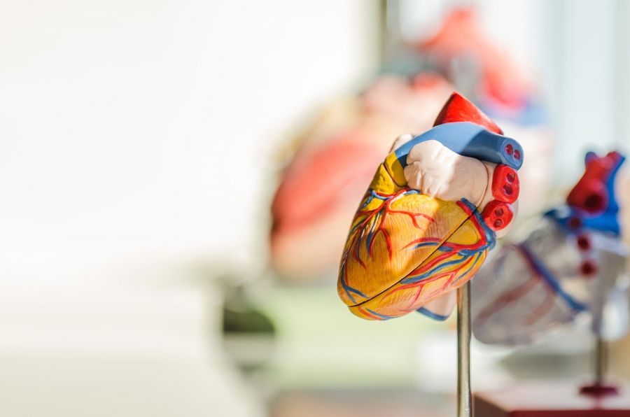 Staff with cardiovascular research interests image