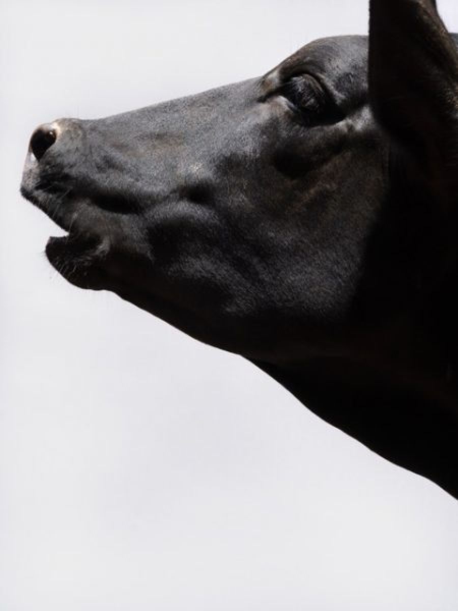 Beasts of Burden by Paul Seawright image