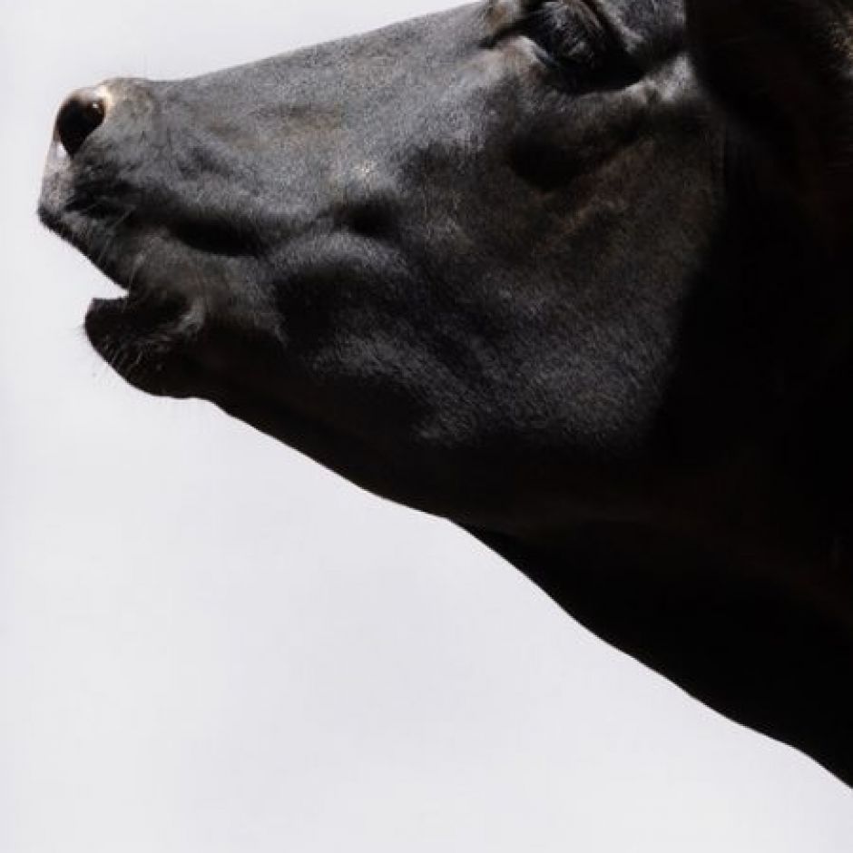 image for Beasts of Burden by Paul Seawright