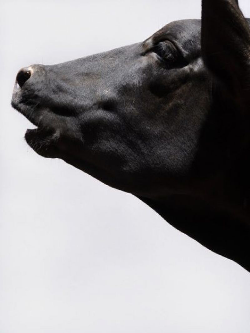 Beasts of Burden by Paul Seawright image