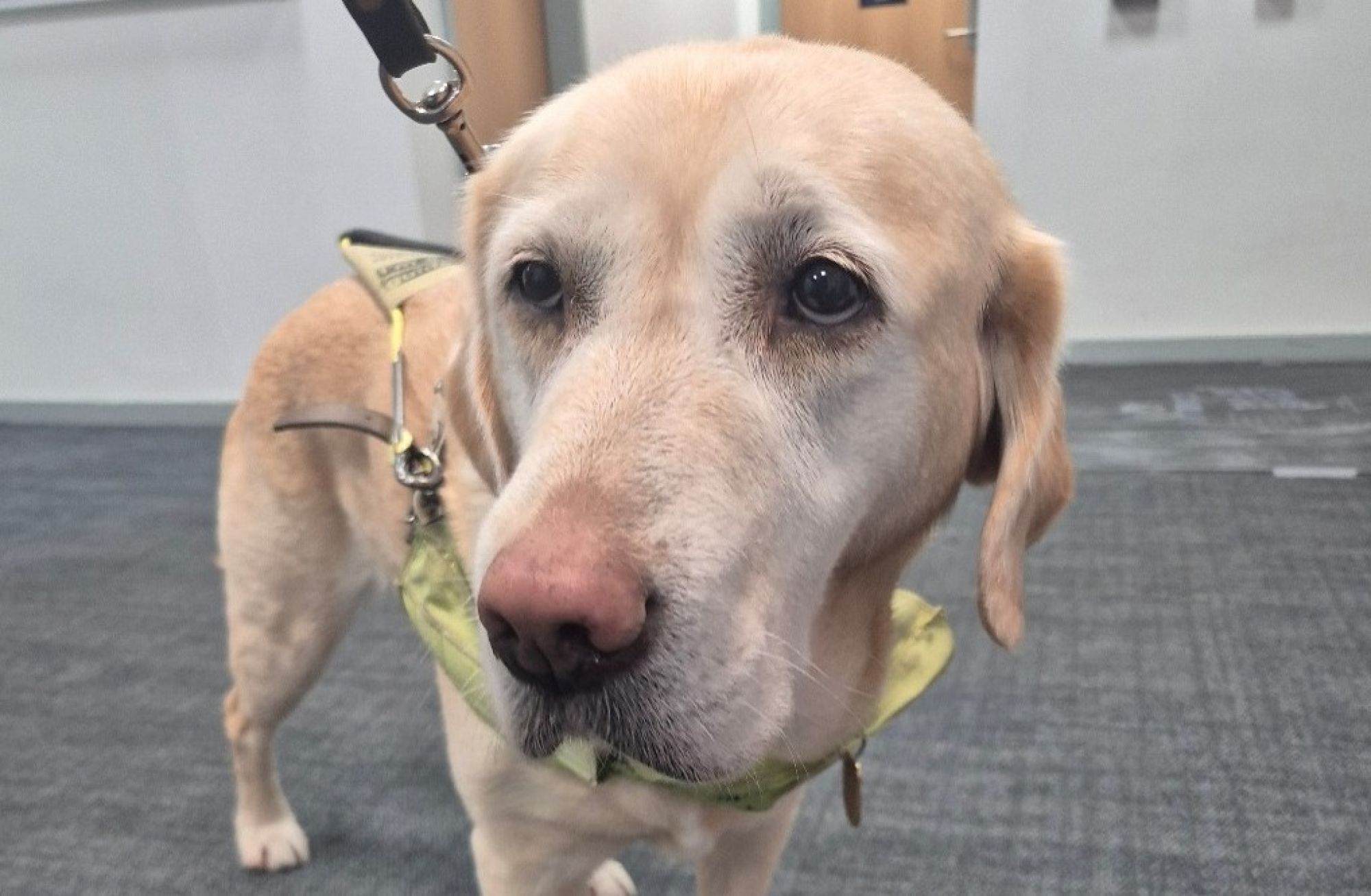 Guide Dog
