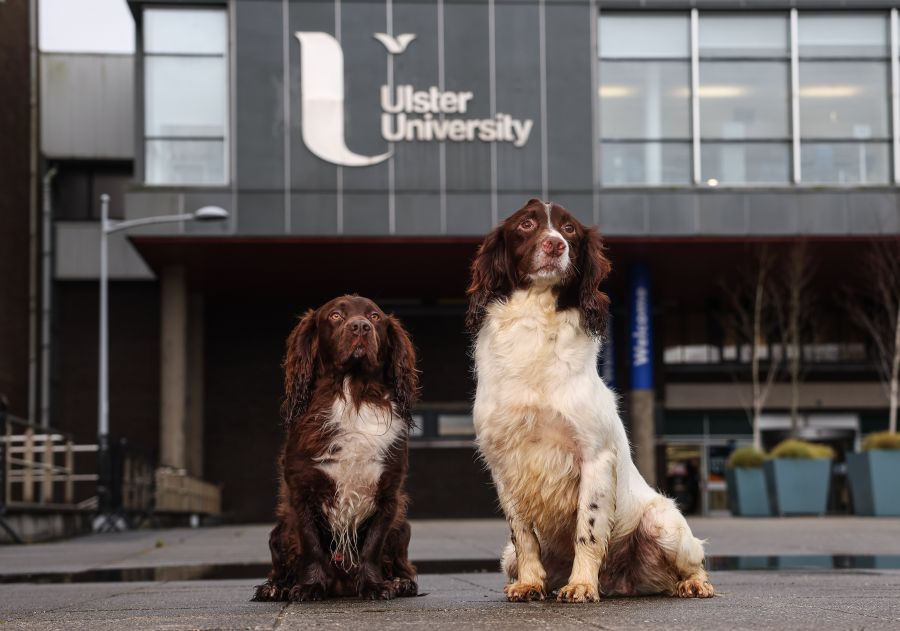 Northern Ireland to begin training veterinary nurses at degree level as course gets underway at Ulster University in Coleraine  image